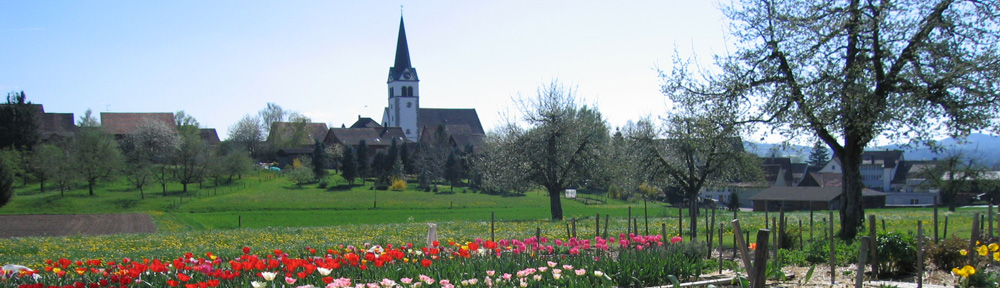 Blumenfeld in Sulgen, Thurgau